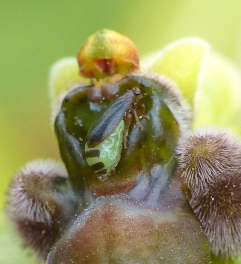 O.bombyliflora, O.lacaitae: le belleeil parassita!